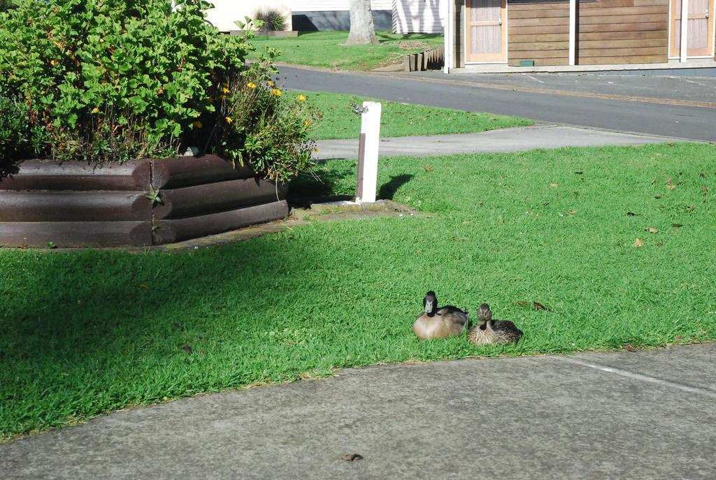 Avondale Motor Park Hotel Auckland Luaran gambar